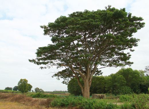 Cây Ngô Đồng trong Phim "Mắt Biếc"