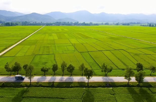 Cánh đồng Mường Thanh