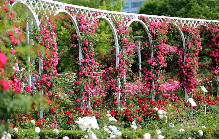 Công Viên Hoa Hồng Rose Park: Thiên Đường Hoa Hồng Tại Hải Dương