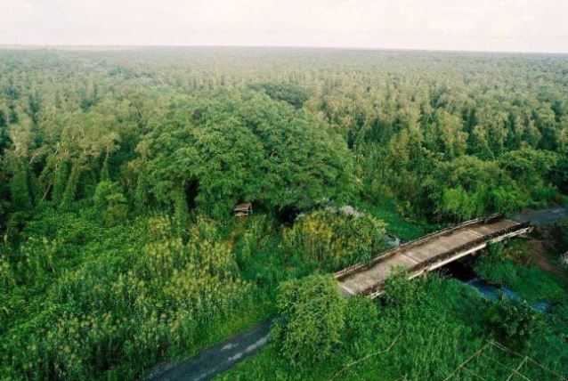 Rừng tràm U Minh Hạ